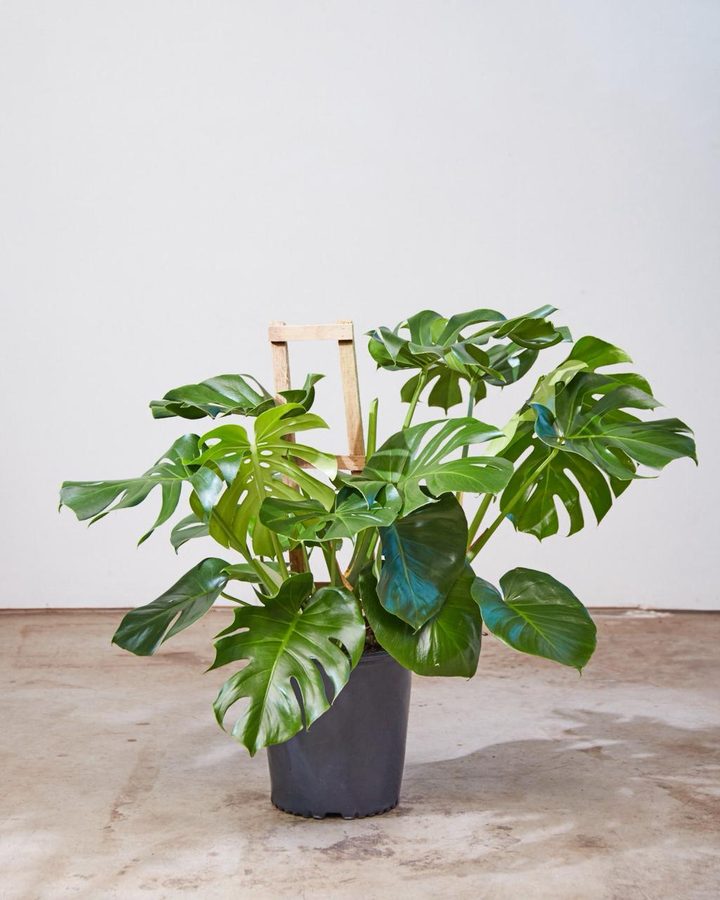 Premium monstera plant